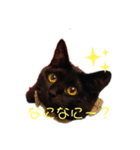 黒猫みぃちゃんのスタンプ（個別スタンプ：3）