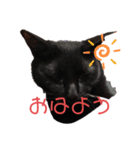 黒猫みぃちゃんのスタンプ（個別スタンプ：8）