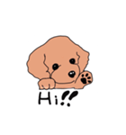 A little timid toy poodle（個別スタンプ：1）