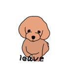 A little timid toy poodle（個別スタンプ：3）