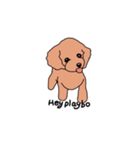A little timid toy poodle（個別スタンプ：5）