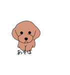 A little timid toy poodle（個別スタンプ：7）