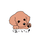 A little timid toy poodle（個別スタンプ：8）