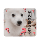 スピッツ 音ちゃん ver2（個別スタンプ：1）