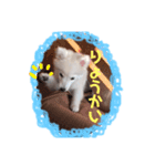 スピッツ 音ちゃん ver2（個別スタンプ：3）
