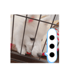 スピッツ 音ちゃん ver2（個別スタンプ：8）