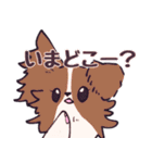 十犬十色！パピヨンスタンプ（個別スタンプ：23）