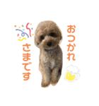 T子の日常スタンプ（個別スタンプ：3）