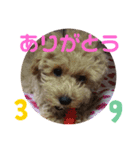 T子の日常スタンプ（個別スタンプ：5）