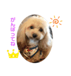 T子の日常スタンプ（個別スタンプ：8）