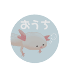 ウーパールーパーは感情表現を身に付けた（個別スタンプ：23）