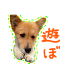 うちのこきなこ。2（個別スタンプ：8）