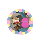 私たちポメラニアンだよ（個別スタンプ：7）