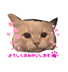 子猫のライぼうや♪第2弾！！（個別スタンプ：1）