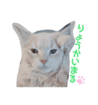子猫のライぼうや♪第2弾！！（個別スタンプ：3）