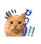 子猫のライぼうや♪第2弾！！（個別スタンプ：4）