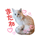 子猫のライぼうや♪第2弾！！（個別スタンプ：5）