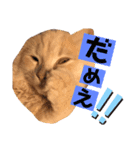 子猫のライぼうや♪第2弾！！（個別スタンプ：7）
