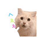 子猫のライぼうや♪第2弾！！（個別スタンプ：8）