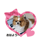 maron   family（個別スタンプ：1）