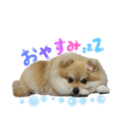 coco.01（個別スタンプ：7）