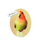 コザクラインコのきいちゃん（個別スタンプ：1）