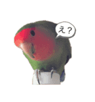 コザクラインコのきいちゃん（個別スタンプ：4）