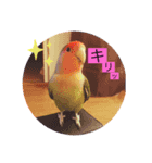 コザクラインコのきいちゃん（個別スタンプ：5）