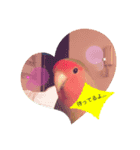 コザクラインコのきいちゃん（個別スタンプ：6）