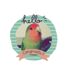 コザクラインコのきいちゃん（個別スタンプ：7）