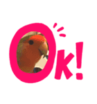 コザクラインコのきいちゃん（個別スタンプ：8）