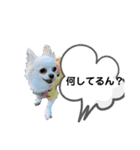 わんわん劇トイチワ（個別スタンプ：4）