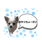 わんわん劇トイチワ（個別スタンプ：8）