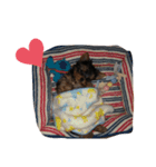 ヨークシャーテリア愛犬ROCK2（個別スタンプ：2）
