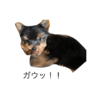 ヨークシャーテリア愛犬ROCK2（個別スタンプ：4）