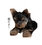 ヨークシャーテリア愛犬ROCK2（個別スタンプ：5）
