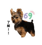 ヨークシャーテリア愛犬ROCK2（個別スタンプ：8）