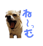 チワワの一家（個別スタンプ：1）