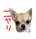 チワワの一家（個別スタンプ：7）