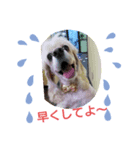 アメコスタンプだよ（個別スタンプ：4）