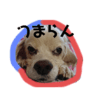 アメコスタンプだよ（個別スタンプ：8）