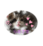 ふわふわなこねこ（個別スタンプ：1）