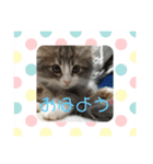 ふわふわなこねこ（個別スタンプ：2）