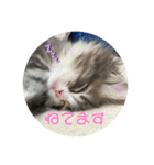 ふわふわなこねこ（個別スタンプ：4）