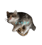 ふわふわなこねこ（個別スタンプ：5）