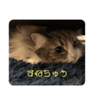 ふわふわなこねこ（個別スタンプ：6）