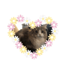 ふわふわなこねこ（個別スタンプ：7）