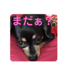 しいなとこはる（個別スタンプ：1）