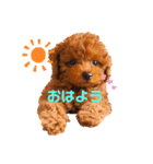 トイプードル「ぴの」（個別スタンプ：1）