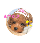 トイプードル「ぴの」（個別スタンプ：2）